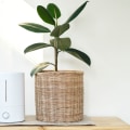 The Truth About Ionizers and Air Purifiers: Which One is Better?